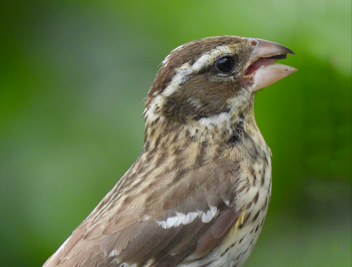 Rose-breasted Grosbeak - ML620246080