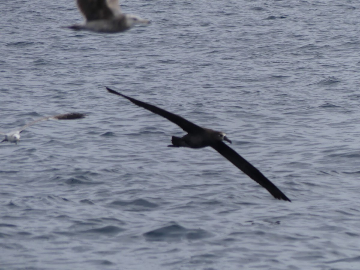 Albatros à pieds noirs - ML620246082