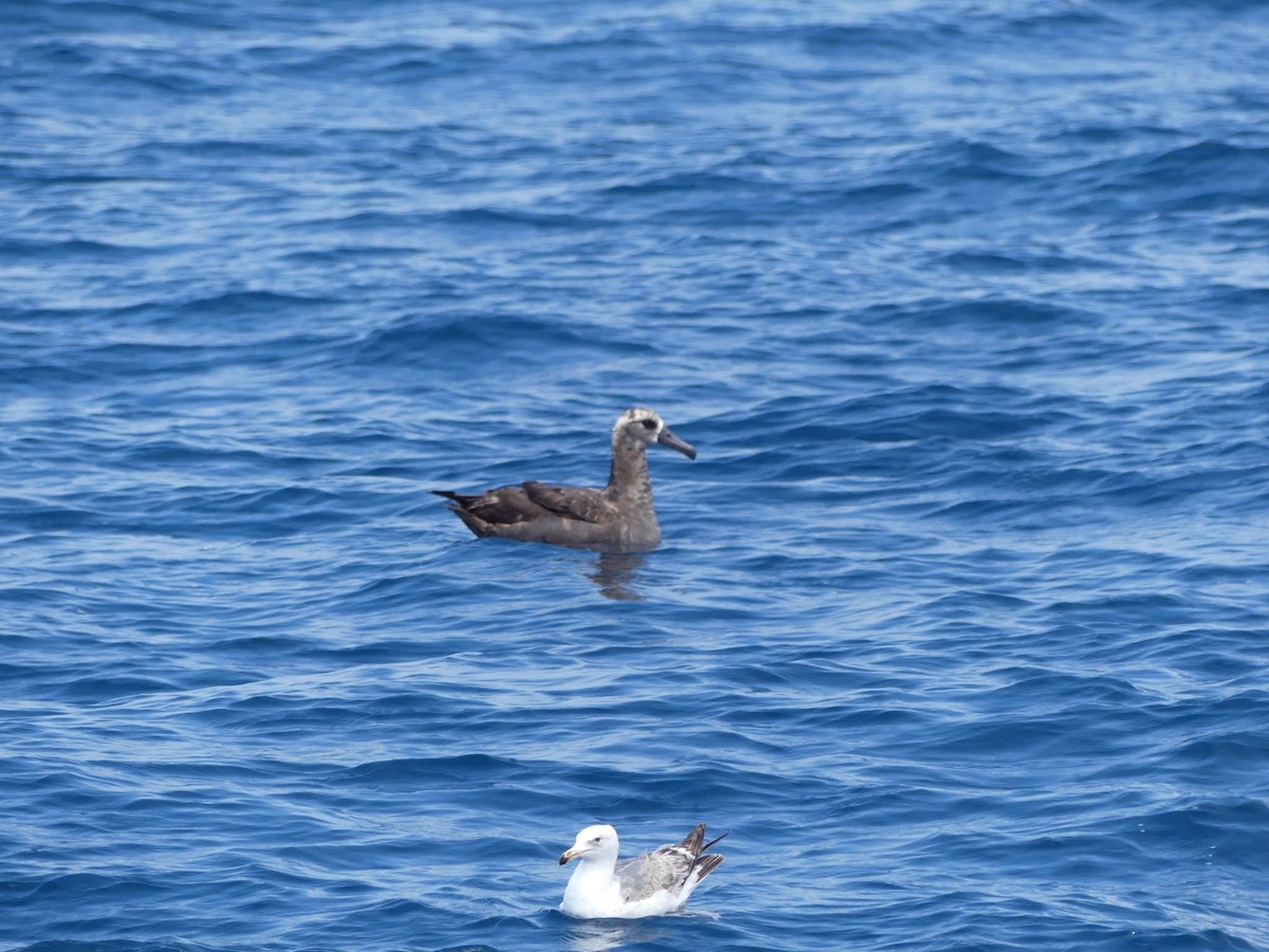 Черноногий альбатрос - ML620246085