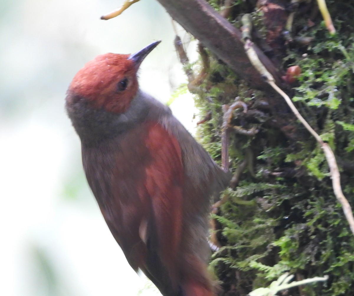 Red-faced Spinetail - ML620246087
