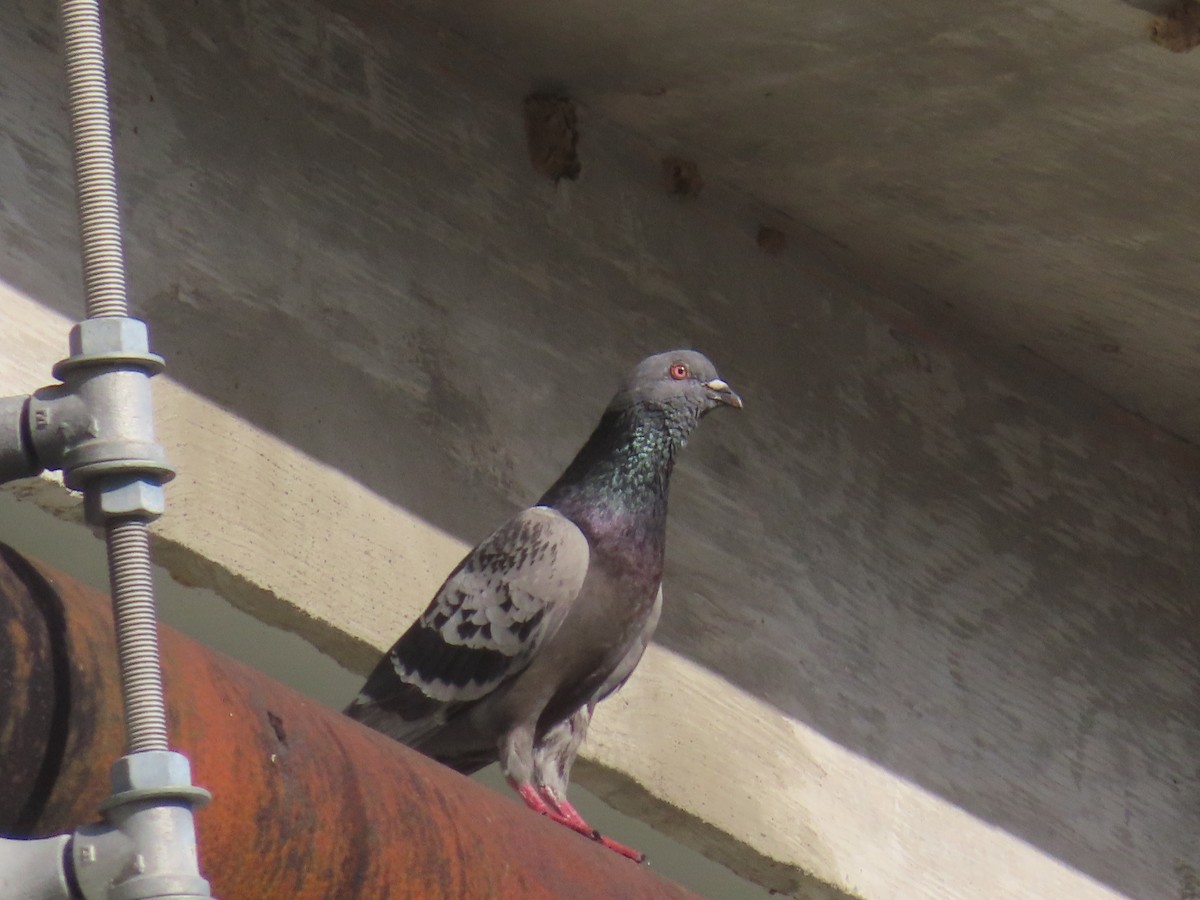 Rock Pigeon (Feral Pigeon) - ML620246099
