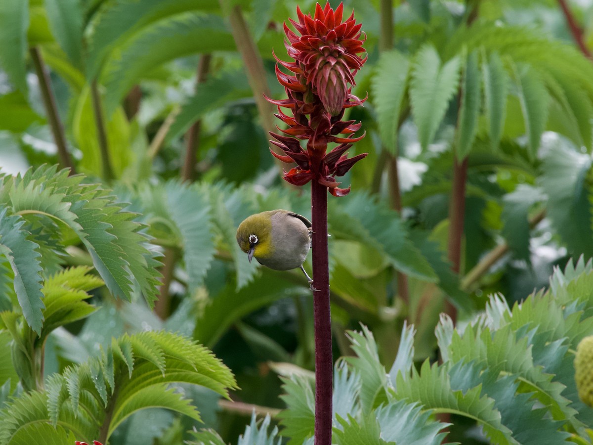 Cape White-eye - ML620246106