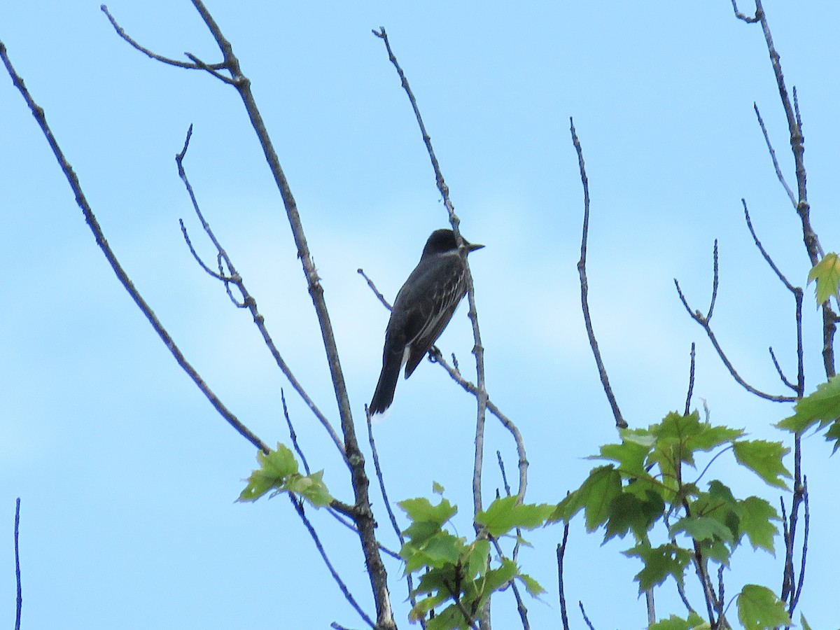 Eastern Kingbird - ML620246107