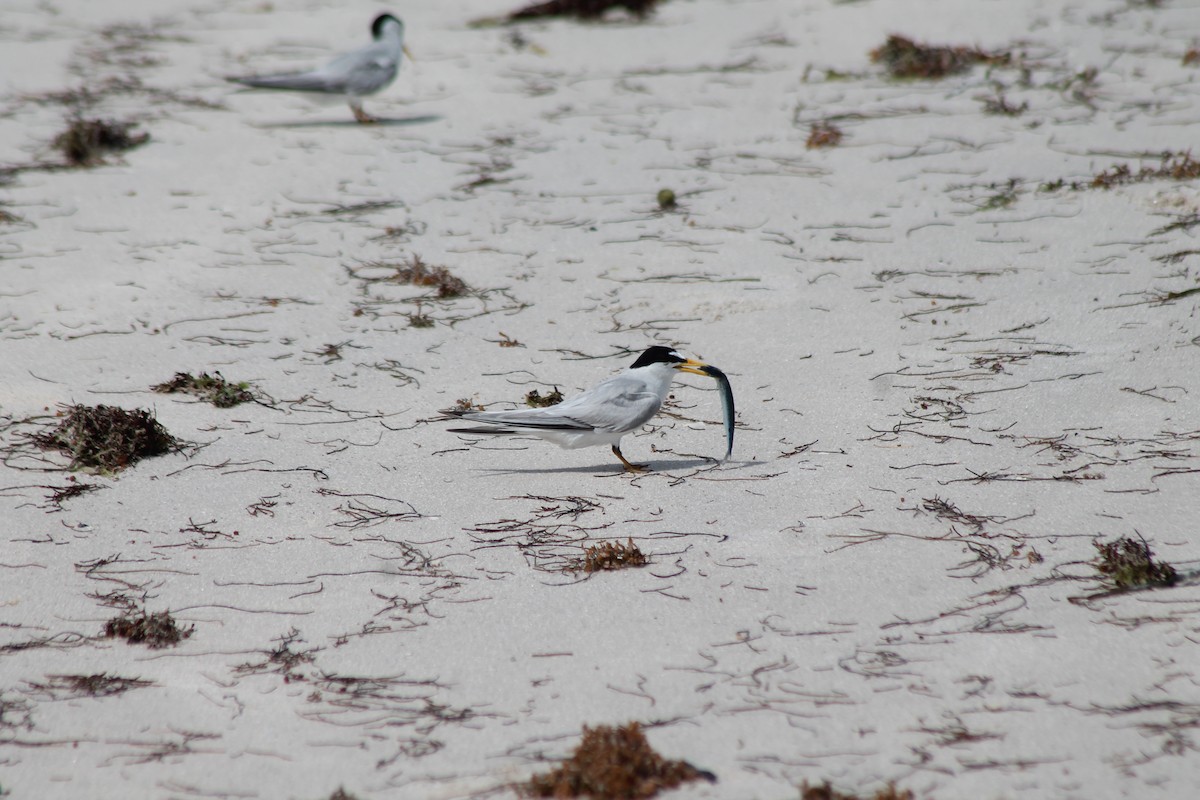 Least Tern - eric elvert