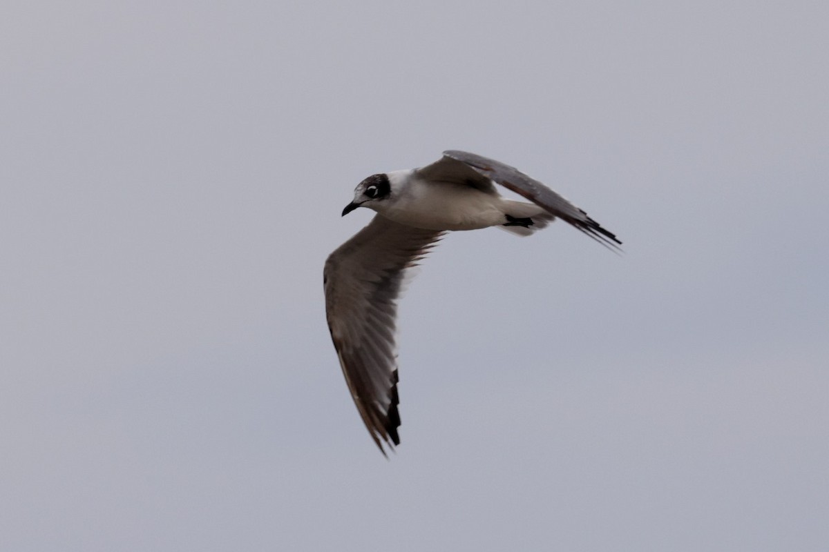 Franklin's Gull - ML620246116