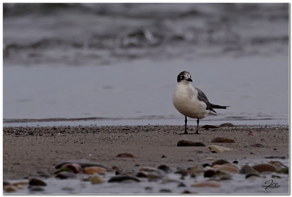 Franklin's Gull - ML620246117