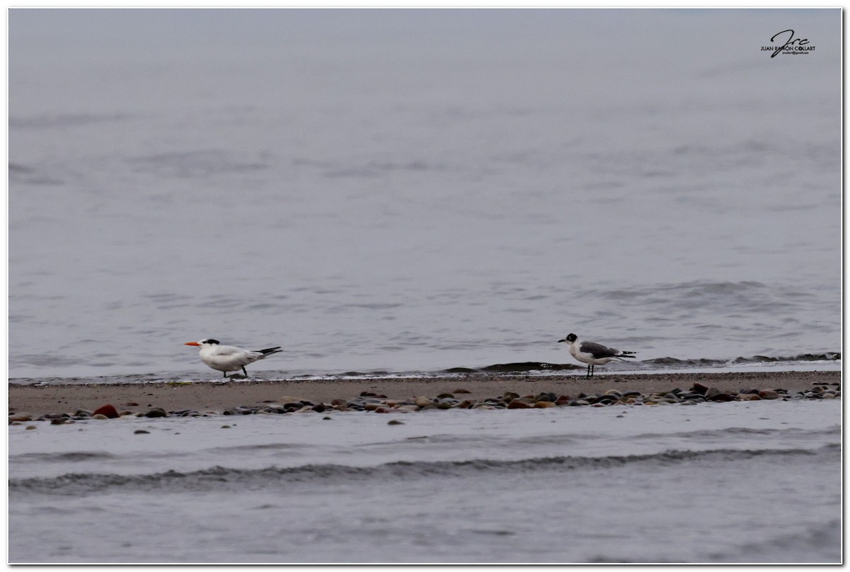 Franklin's Gull - ML620246118