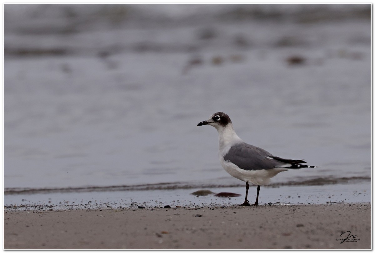 Franklin's Gull - ML620246119