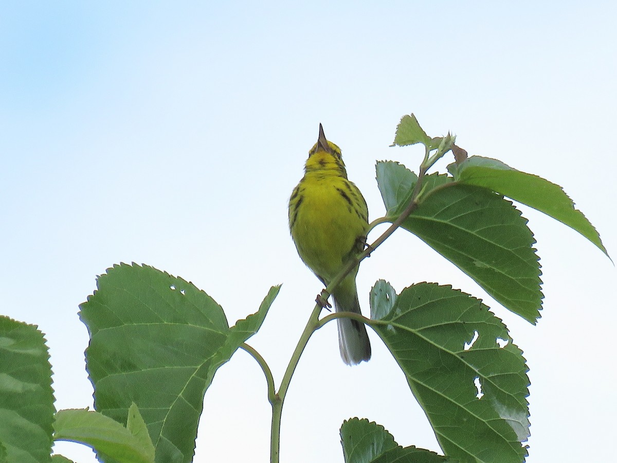 Prairie Warbler - ML620246124