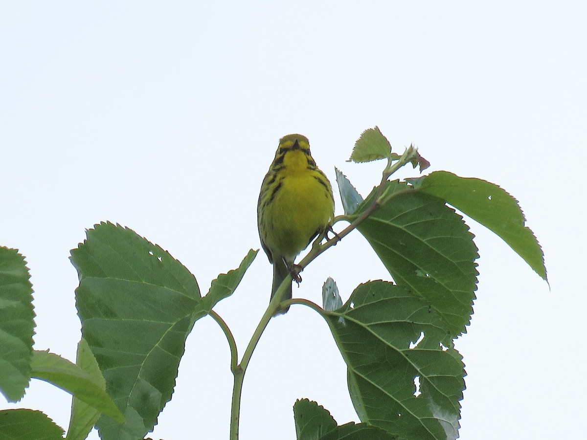 Prairie Warbler - ML620246125