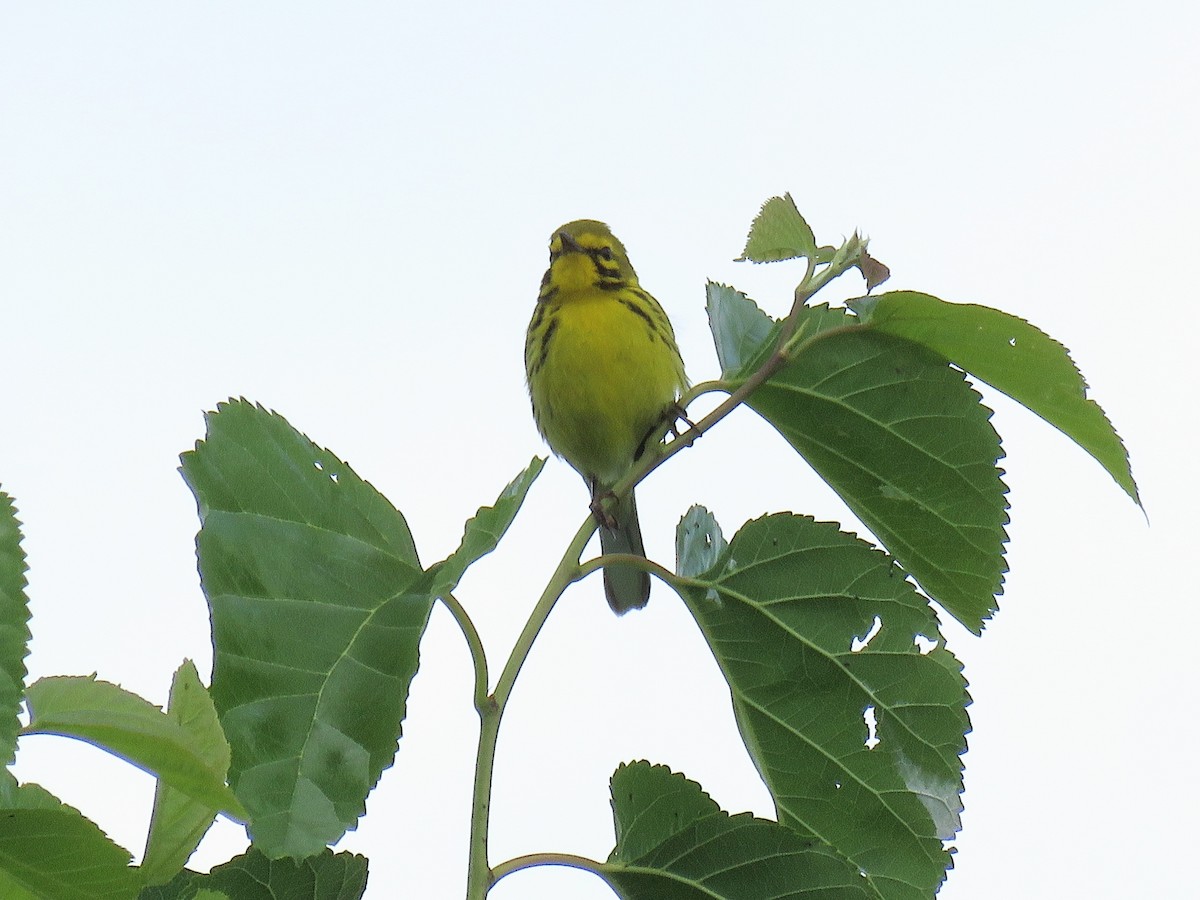 Prairie Warbler - ML620246127