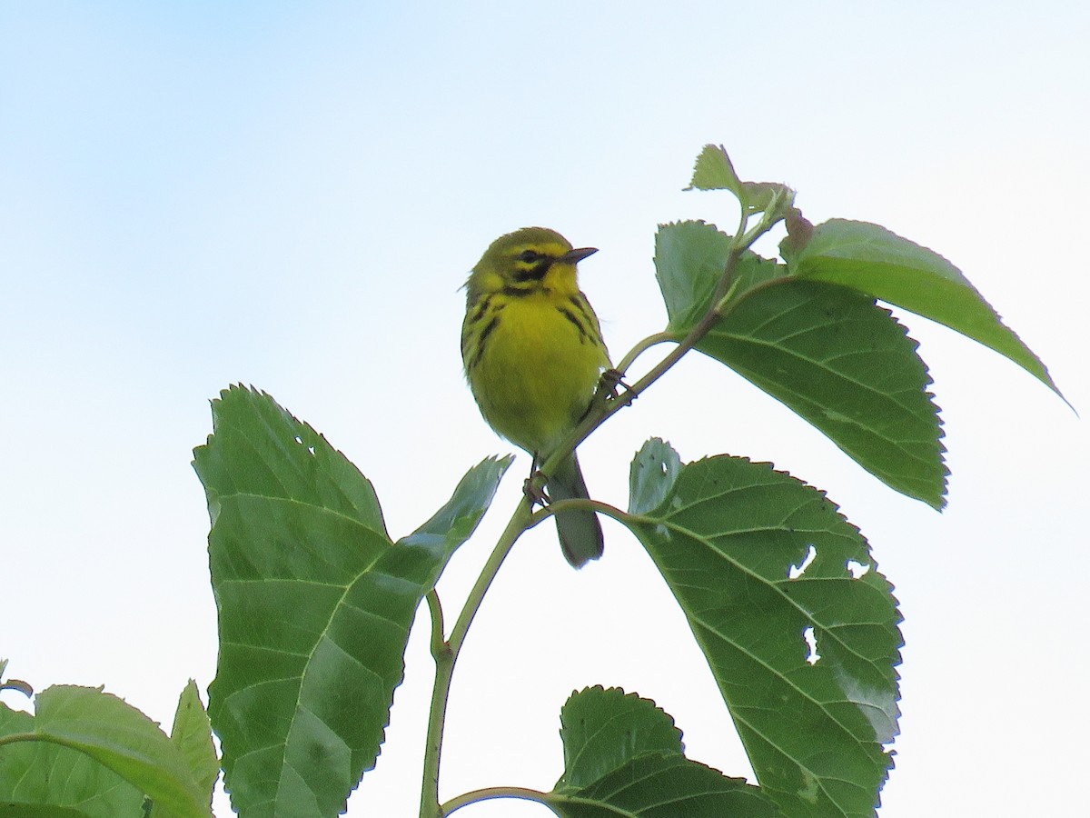 Prairie Warbler - ML620246128