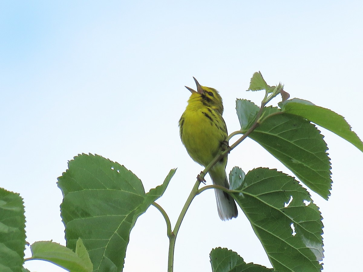 Prairie Warbler - ML620246129