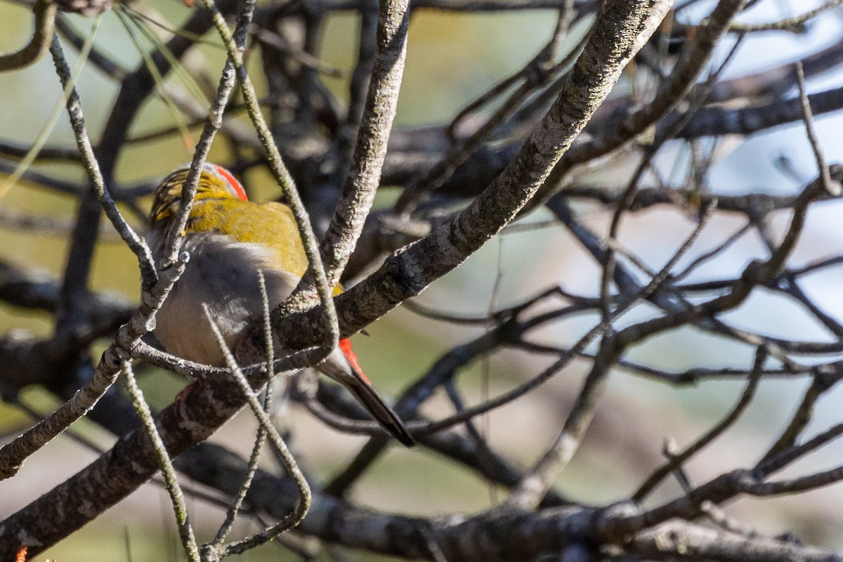 Red-browed Firetail - ML620246133