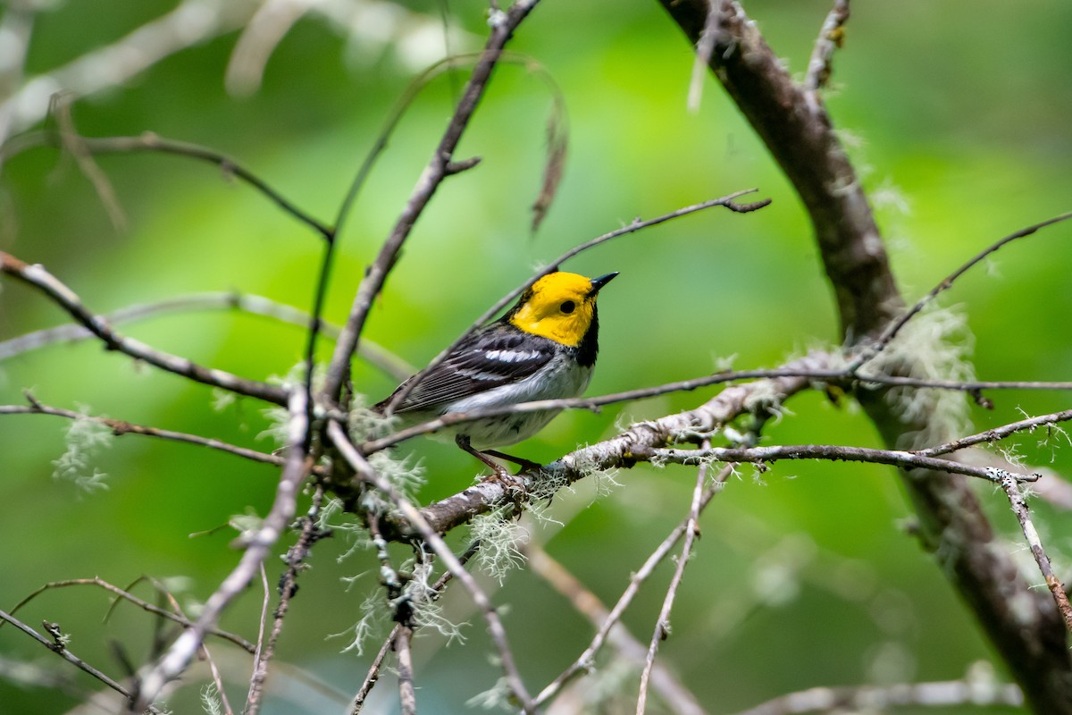 Hermit Warbler - ML620246142