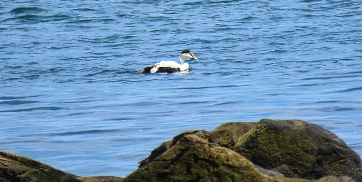 Common Eider - ML620246146