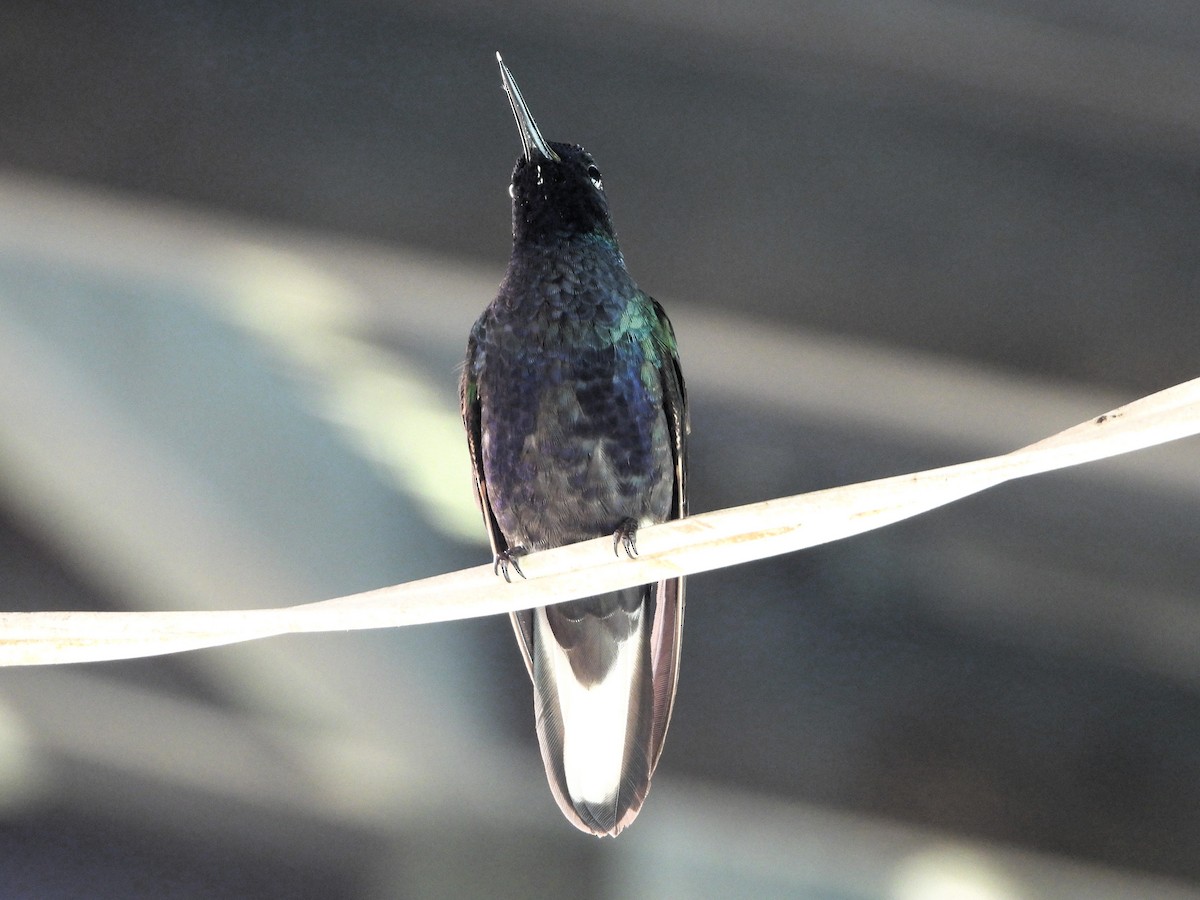 kolibřík irisový - ML620246160