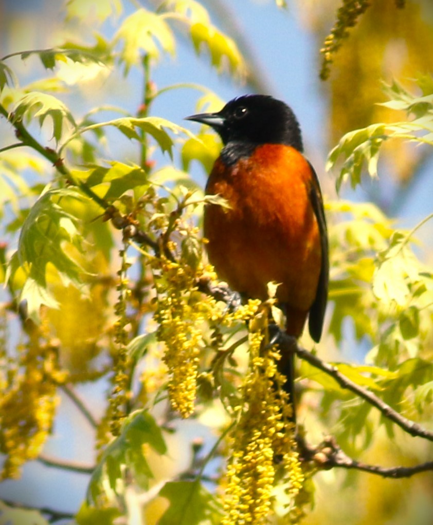 Orchard Oriole - ML620246167