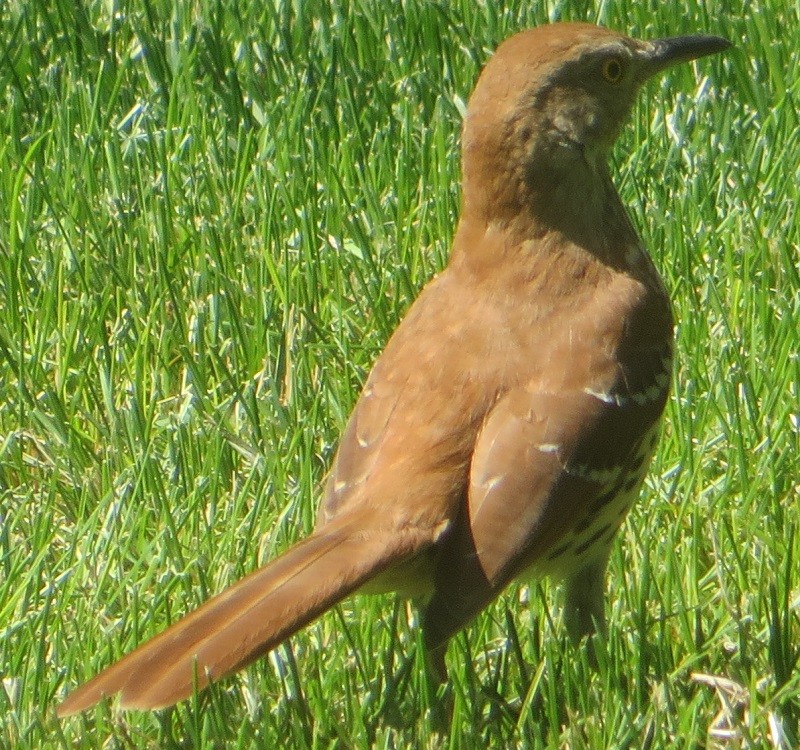 Brown Thrasher - ML620246180