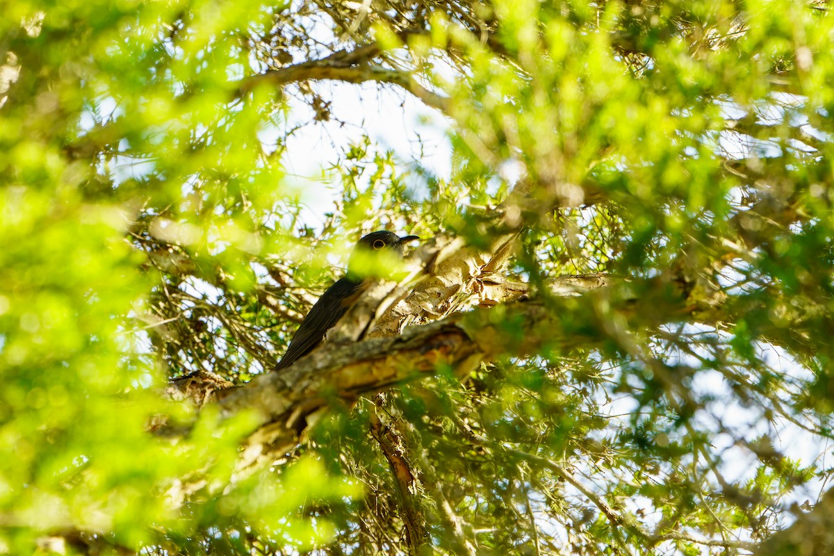 Fan-tailed Cuckoo - ML620246183