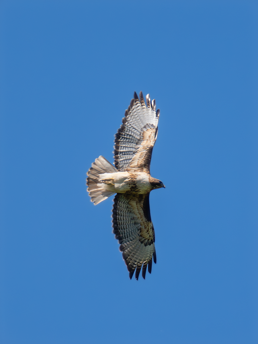 Red-tailed Hawk - ML620246190