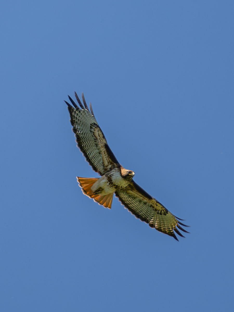 Red-tailed Hawk - ML620246191