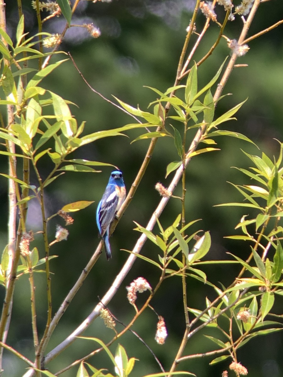 Lazuli Bunting - ML620246196