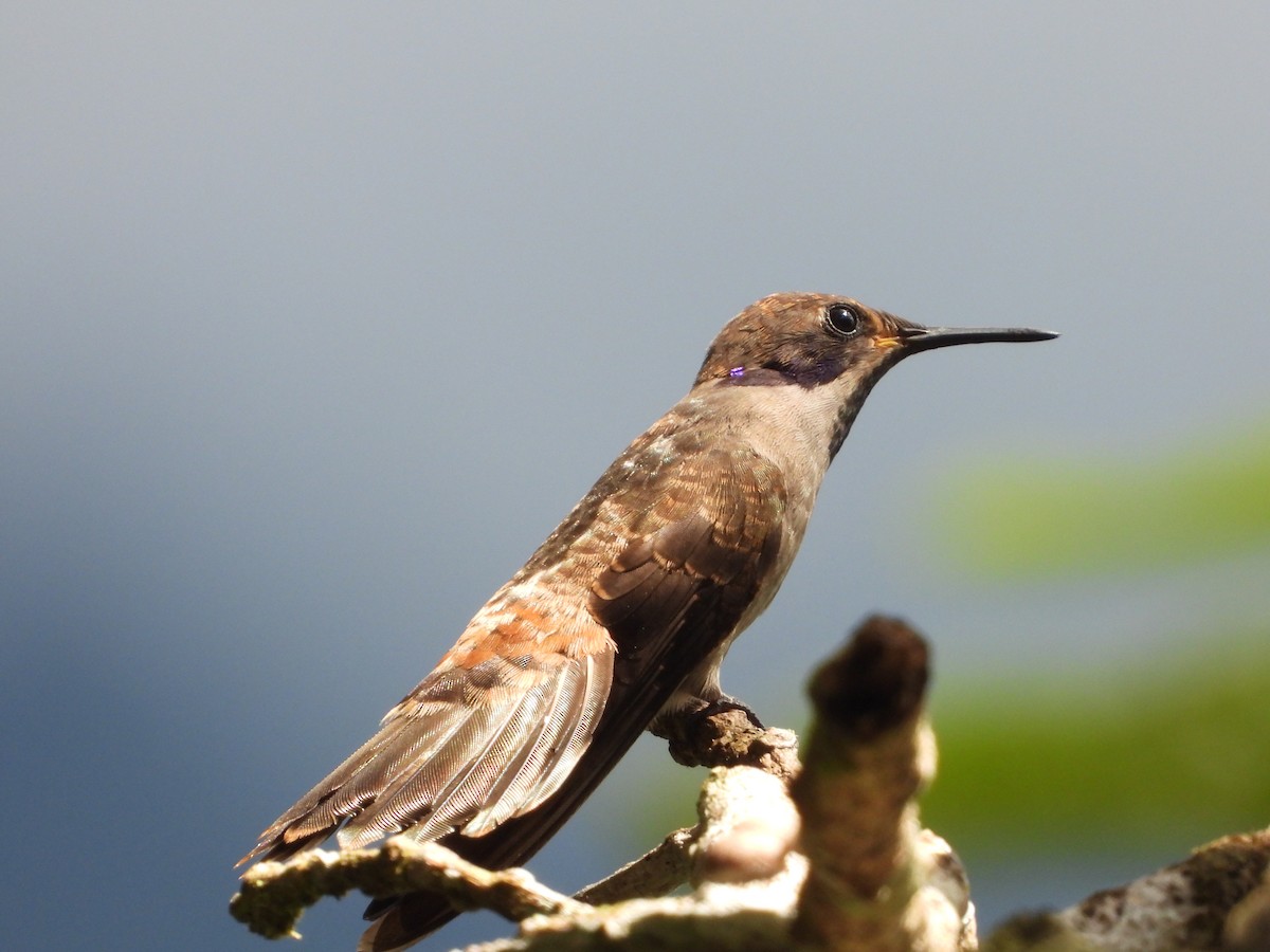 kolibřík fialovouchý - ML620246208