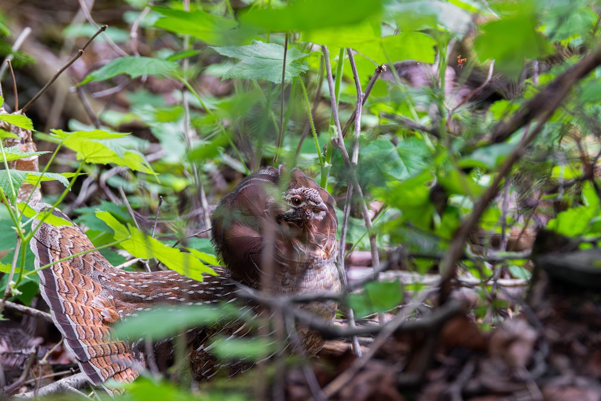 Ruffed Grouse - ML620246209