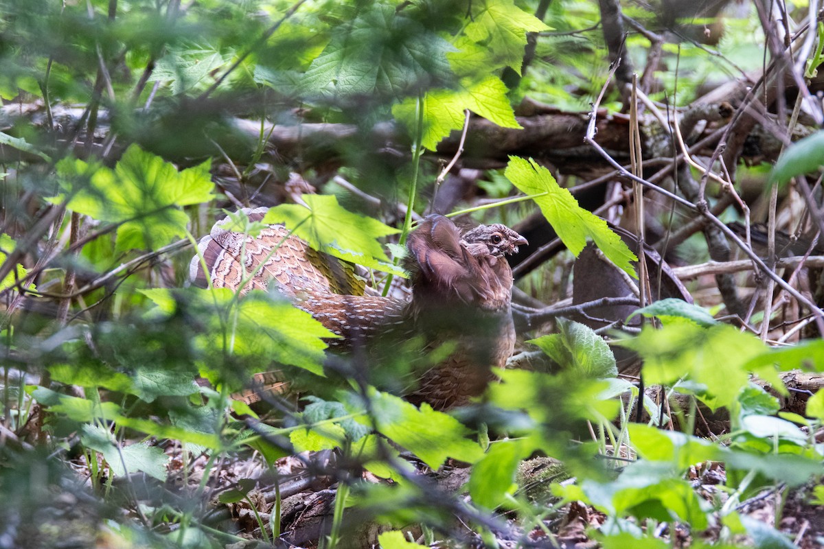 Ruffed Grouse - ML620246212