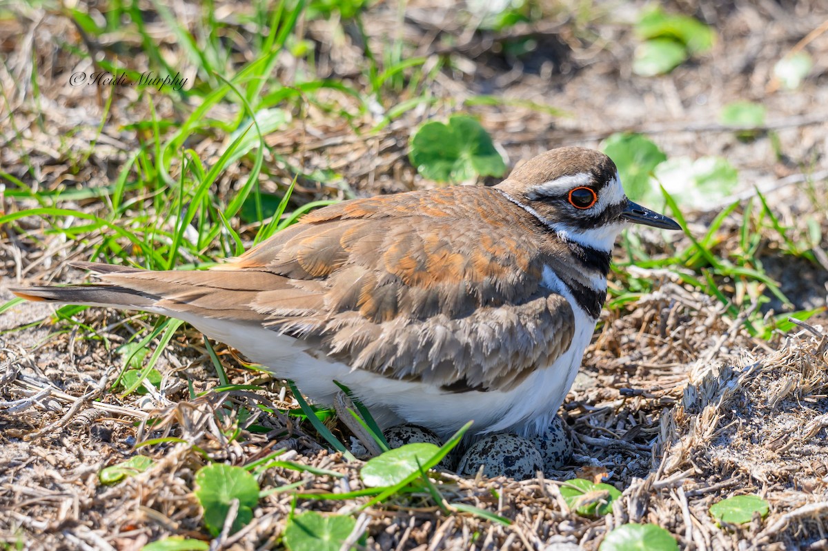 Killdeer - ML620246219