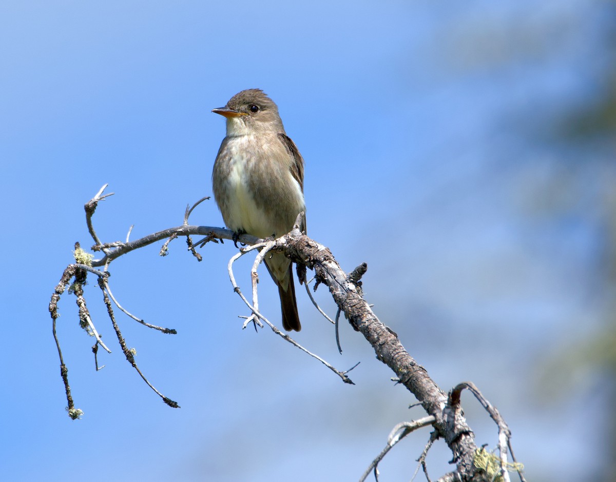 Olive-sided Flycatcher - ML620246221