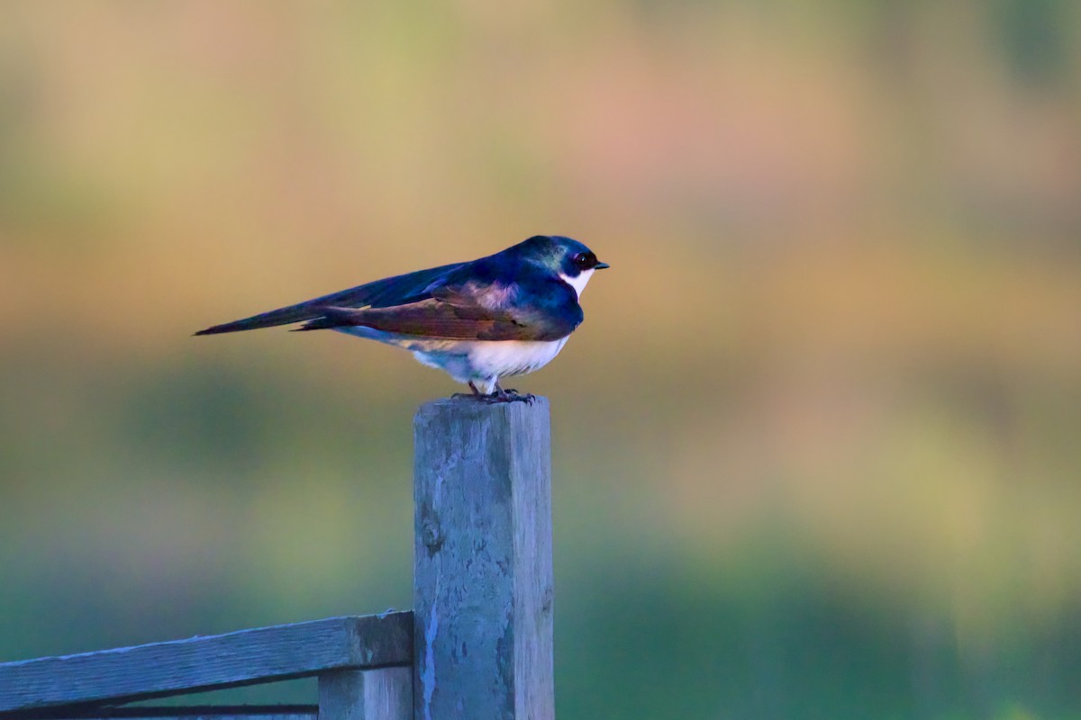 Golondrina Bicolor - ML620246222