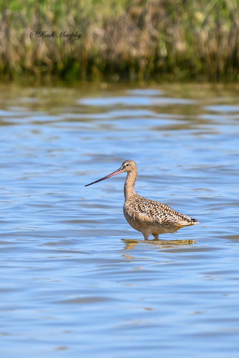 Marbled Godwit - ML620246226