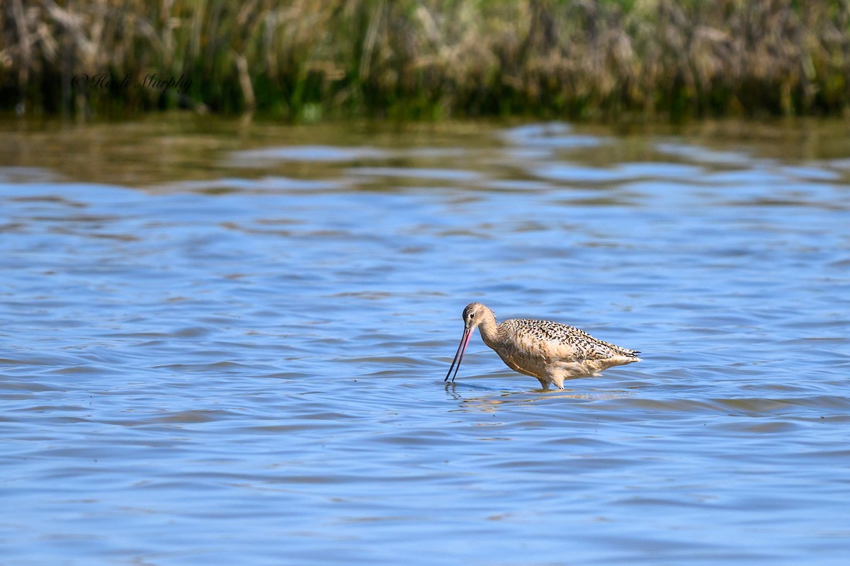 Marbled Godwit - ML620246227