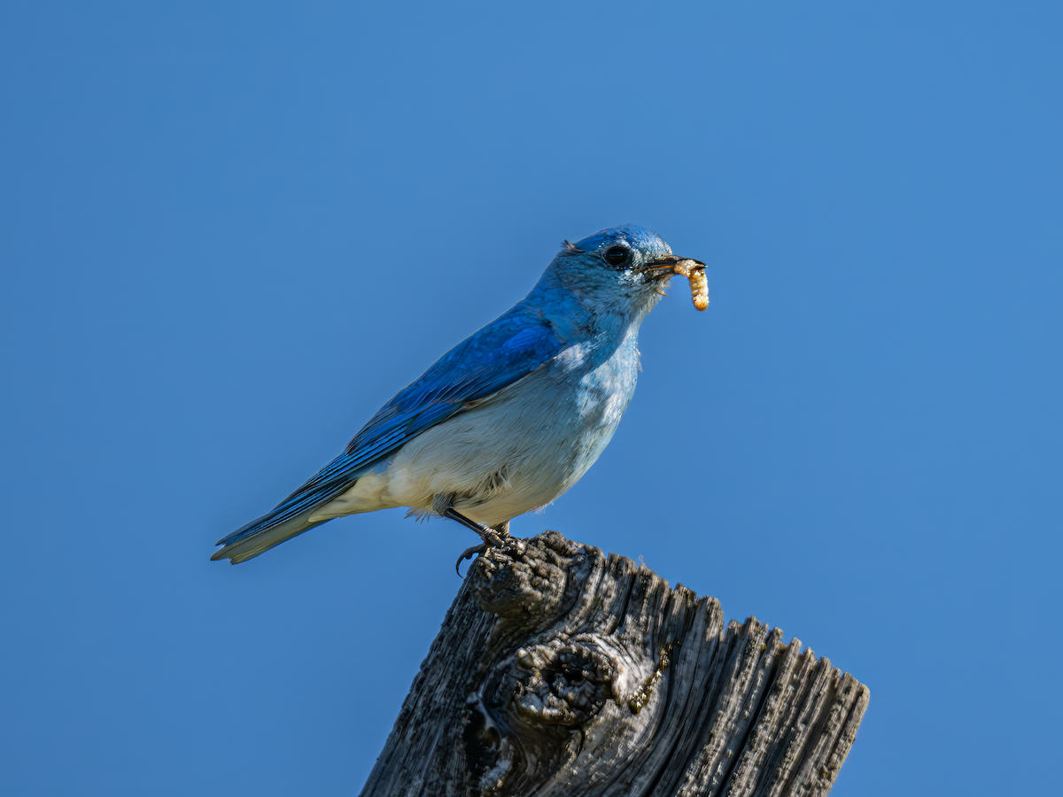 Mountain Bluebird - ML620246232