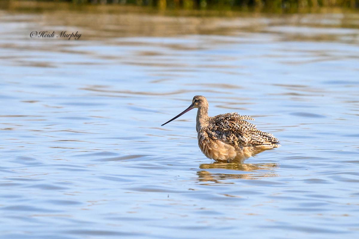 Marbled Godwit - ML620246234