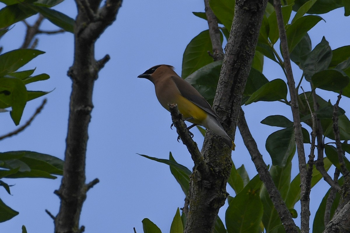 Cedar Waxwing - ML620246237