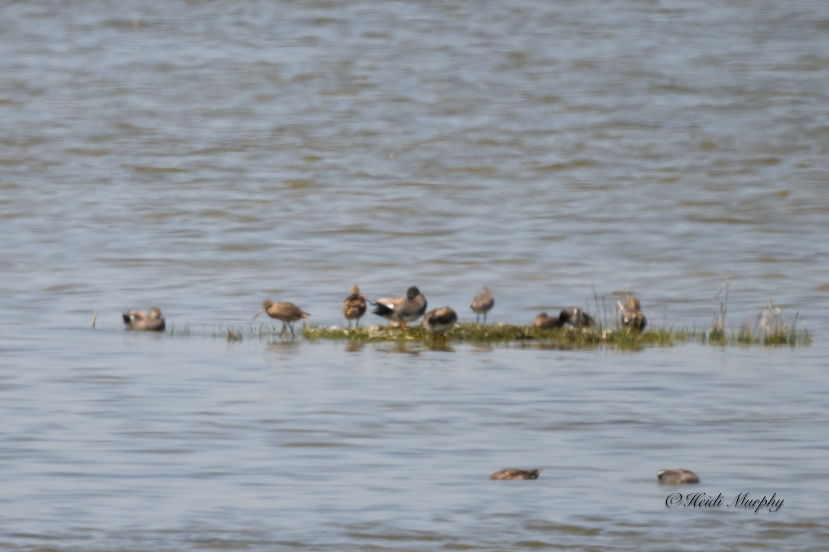 Marbled Godwit - ML620246238