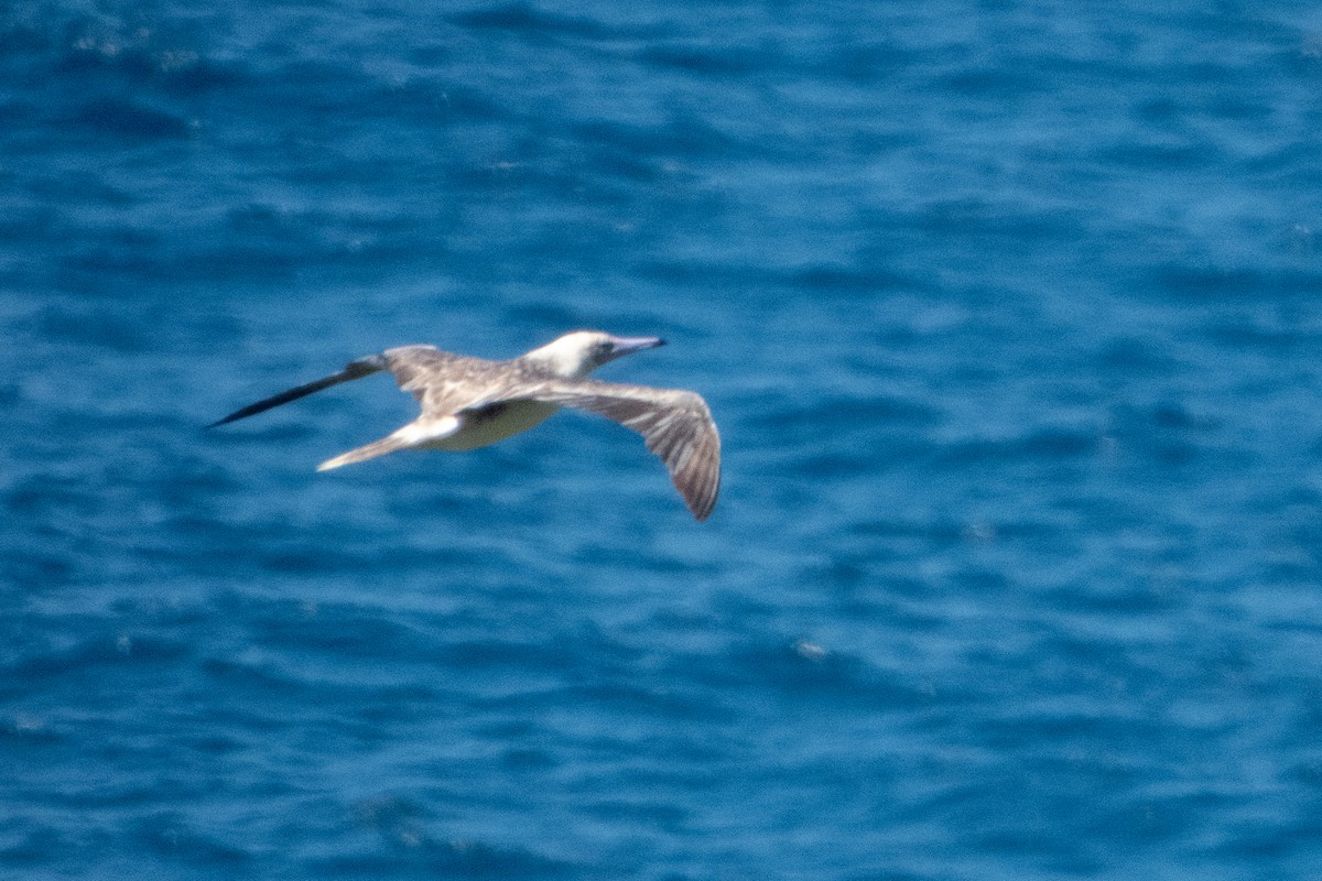 Red-footed Booby - ML620246239