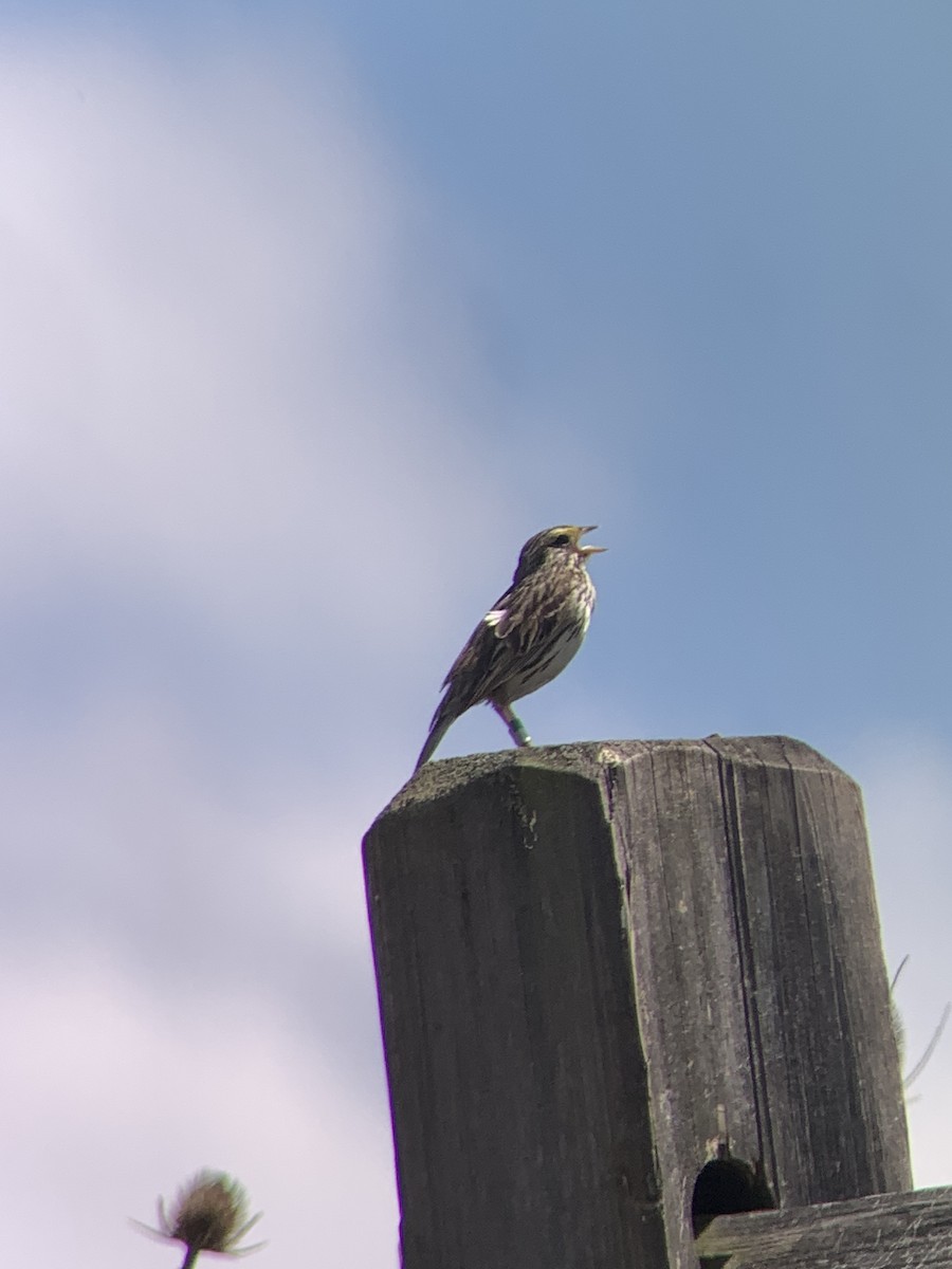 Savannah Sparrow - ML620246242