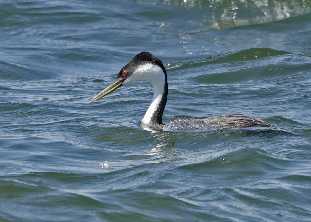 Western Grebe - ML620246243