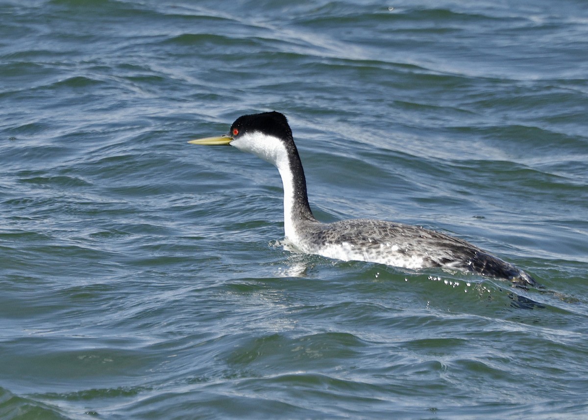 Western Grebe - ML620246244