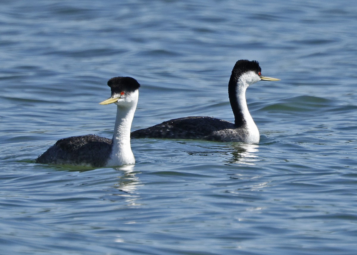 Western Grebe - ML620246245