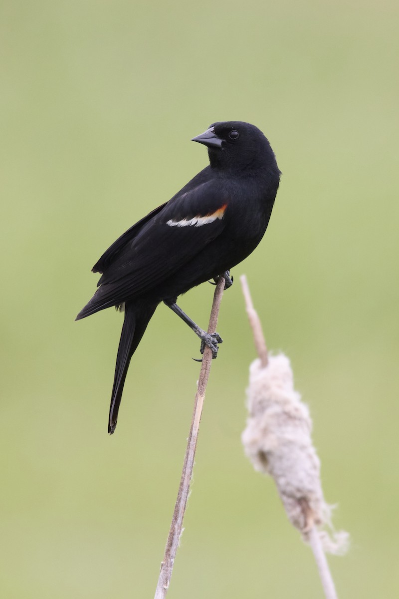 Red-winged Blackbird - ML620246246