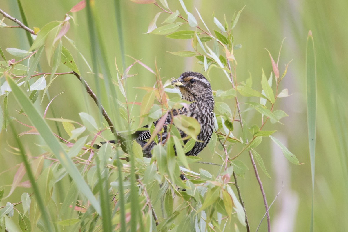 Red-winged Blackbird - ML620246247