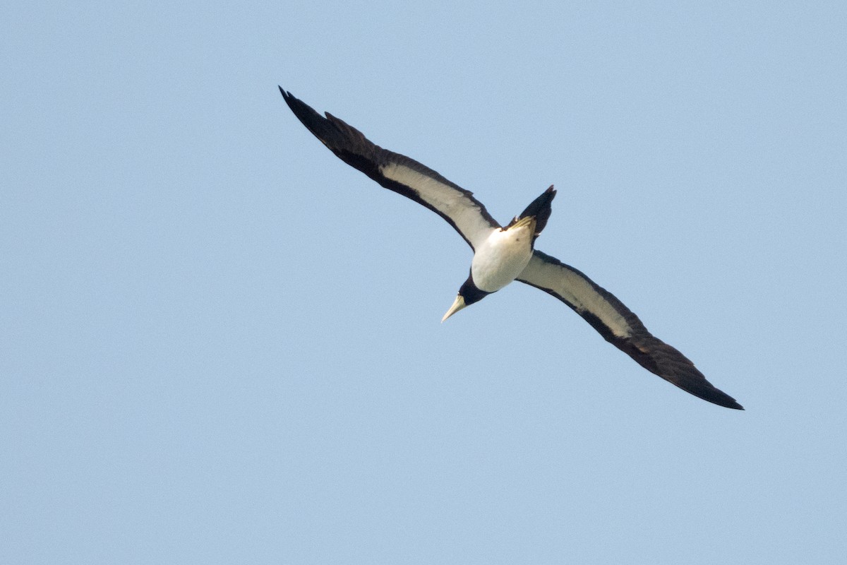 Brown Booby - ML620246249