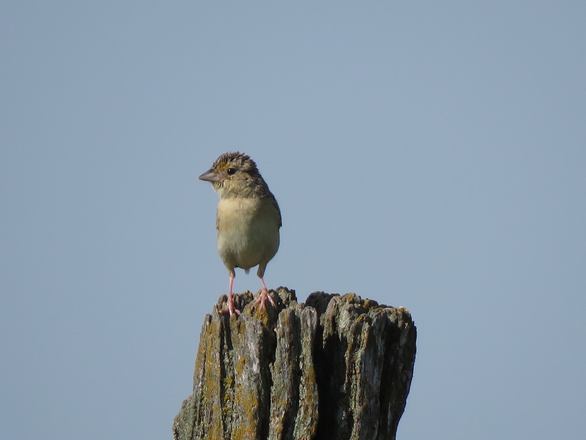 Grasshopper Sparrow - ML620246251