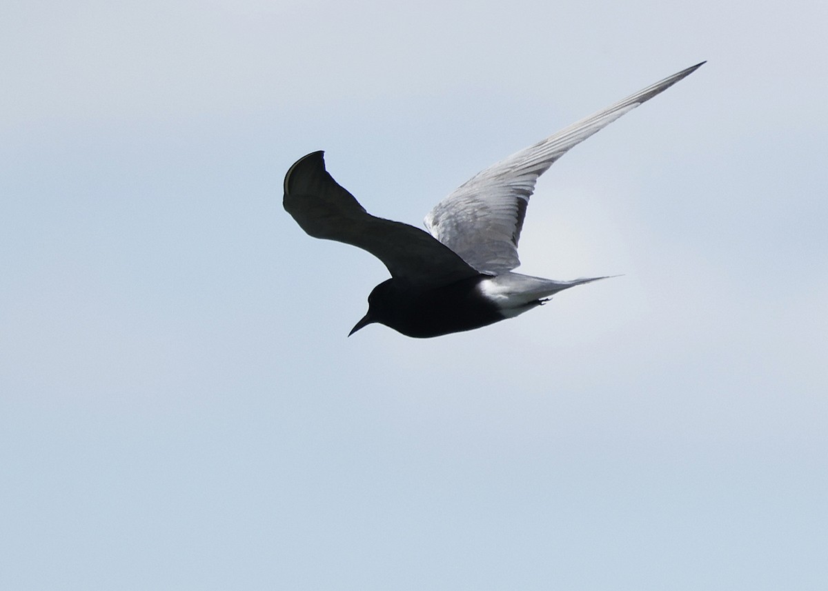 Black Tern - ML620246273
