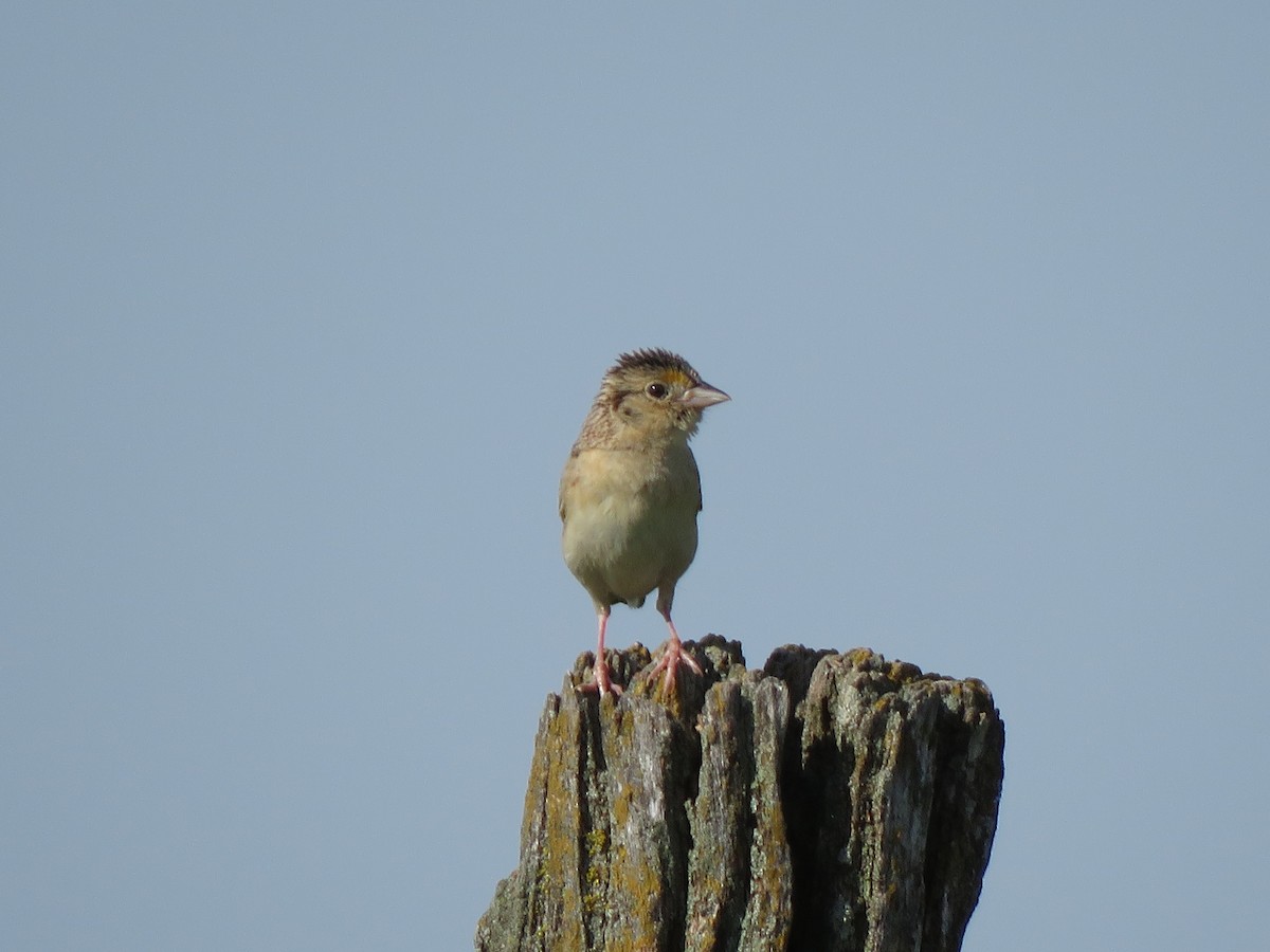 Grasshopper Sparrow - ML620246274